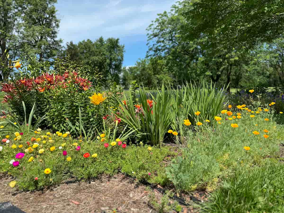 Beautiful flowers in an outdoor landscape environment