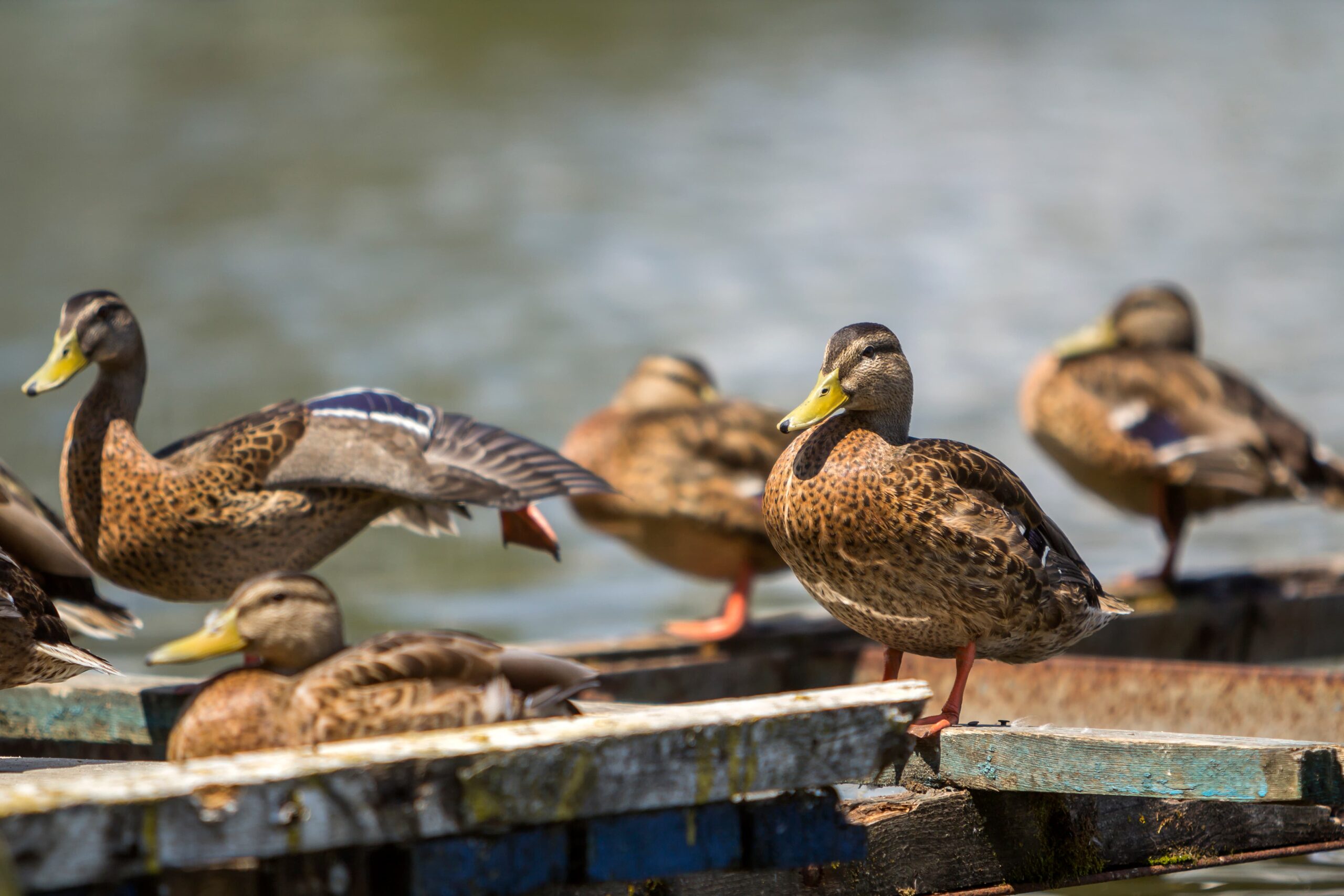 Flock of ducks